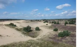 Dünenzug mit Sandheideflächen