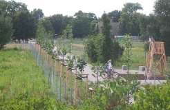 Aufgeforstete Brachfläche im Sommer