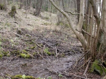 Lebensraum Grubenlaufkäfer