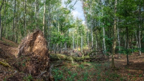 Buchendominierten Laubwald, im Vordergrund des Bildes liegt ein umgestürzter Baum