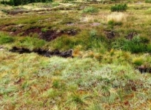 Das Foto zeigt ein nach Torfabbau in Renaturierung befindliches Hochmoor mit wieder fast geschlossener Hochmoorvegetation.