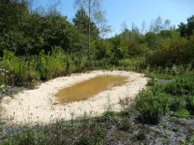 Das Foto zeigt ein auf einer Steinkohlenbergbauhalde neu angelegtes flaches Kleingewässer für Amphibien das mit einem sandigen Uferbereich umgeben ist. Der Haldengrund ist teilweise offen, teilweise mit Ruderalstauden bewachsen. Am Rand hat sich bereits ein Pionierholzbestand gebildet.