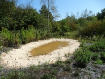 Das Foto zeigt ein auf einer Steinkohlenbergbauhalde neu angelegtes flaches Kleingewässer für Amphibien das mit einem sandigen Uferbereich umgeben ist. Der Haldengrund ist teilweise offen, teilweise mit Ruderalstauden bewachsen. Am Rand hat sich bereits ein Pionierholzbestand gebildet.