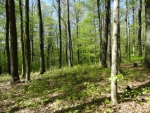 Das Foto zeigt einen im Frühjahrsaspekt lichtdurchfluteten Laubwald der dem Prozessschutz unterliegt aus Rotbuchen und Eichen mit aufkommenden Unterwuchs.