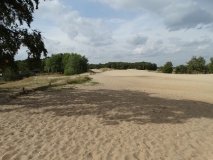 Das Foto zeigt eine offene Sanddüne, die wie es durch die Vielzahl an Fußspuren deutlich wird, durch Besucher stark begangen wird. Am Rand der Düne sind Trockenrasen und Gehölze zu sehen.