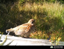 Ein von einer Kamerafalle aufgenommenes Haselhuhn im Nationalpark Bayerischer Wald