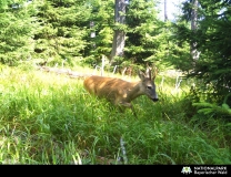 Ein von einer Kamerafalle aufgenommenes Reh im Nationalpark Bayerischer Wald