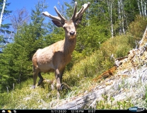 Ein von einer Kamerafalle aufgenommener Rothirsch im Nationalpark Bayerischer Wald