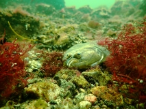 Nahaufnahme einer Flunder in einem geogenen Steinriff im Naturschutzgebiet Pommersche Bucht, Rönnebank