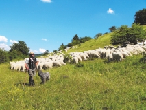 Schäfer mit Schafherde in Thüringen