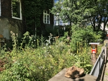 Bewachsene Hauswand, Vorgarten mit Baum und Blühpflanzen im Vorgarten