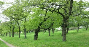 Streuobstwiese "Hohe Schrecke"