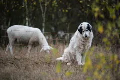 Zu sehen ist ein Herdenschutzhund hinter einem elektrischen Netzzaun und ein Schaf
