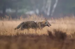 Ein Wolf durchquert das Bild von links nach rechts in einer herbstlichen Landschaft