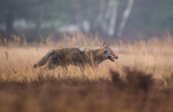 Ein Wolf durchquert das Bild von links nach rechts in einer herbstlichen Landschaft