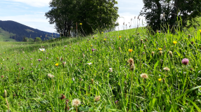 Artenreiche Mähwiese im Allgäu