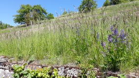 Aufgelassene Weinbergsterassen mit artenreichen Halbtrockenrasen im Hergstbachtal (Baden-Württemberg), einer der Sammelorte von Agrimonia eupatoria, Agrostis capillaris, Achillea millefolium, Bromus erectus, Centaurea jacea, Euphorbia cyparissias, Galium album, Knautia arvensis, Leucanthemum ircutianum, Lotus corniculatus, Salvia pratensis und Thymus pulegioides.