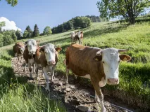 Hinterwälder Rind im Biosphärengebiet Schwarzwald