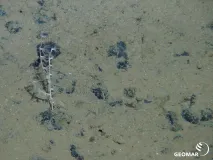 Korallenart auf einer Manganknolle