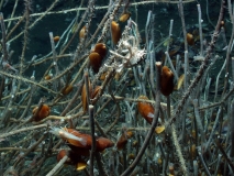 Muscheln und verschiedenen Krebstiere an einer Bartwurmkolonie