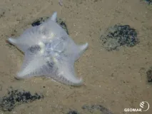 Tiefsee-Seestern im Manganknollenfeld