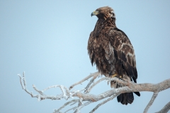 Steinadler