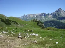 Lebensraum Steinadler