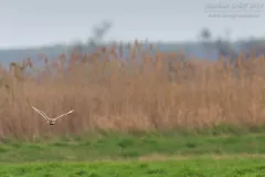 Lebensraum Sumpfohreule