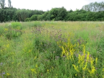 Naturbelassene blühende Wies