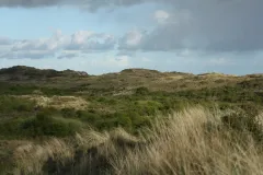 Lebensraum Kornweihe