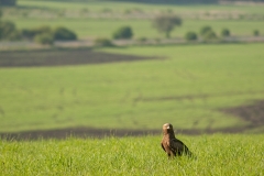 Lebensraum Schreiadler