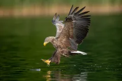 Seeadler