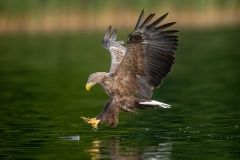 Seeadler