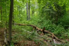 Lebensraum Wespenbussard