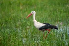 Weißstorch