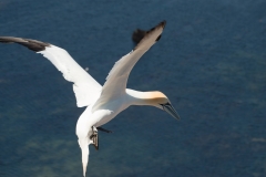 Nahaufnahme eines Basstölpels (Morus bassanus) im Flug