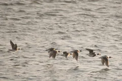 Die Abbildung zeigt einen Trupp fliegender Eisenten (Clangula hyemalis)