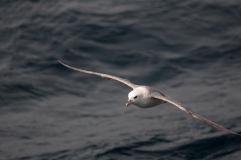 Nahaufnahme eines Eissturmvogels (Fulmarus glacialis) im Flug