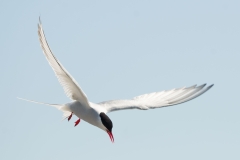 Nahaufnahme einer Küstenseeschwalbe (Sterna paradisaea) im Flug