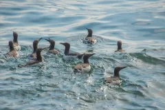 Die Abbildung zeigt einen Trupp schwimmender Trottellummen (Uria aalge)