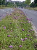 Wiese mit Blumen, links und rechts Straße mit Autos