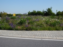 Blumenwiese an einer Straße