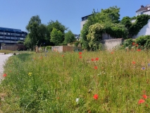 blühende Wiese im Vordergrund, Garten und Häuser im Hintergrund