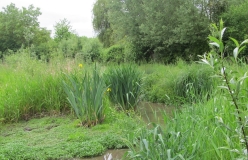 Gräser und Pflanzen an kleinem Bach, im Hintergrund Bäume