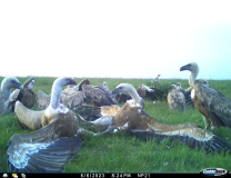 Das Foto zeigt mehrere Gänsegeier an einem Rehkadaver im NLP Eifel