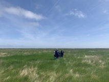 Das Foto zeigt eine Kadaverauslegung auf der Salzwiese (Leybucht) im NLP Niedersächsisches Wattenmeer
