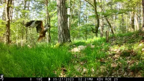 Das Foto zeigt einen Rotmilananflug auf einen Rehkadaver im NLP Kellerwald-Edersee