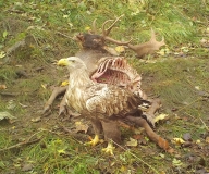 Das Foto zeigt einen Seeadler am Damhirsch im NLP Jasmund