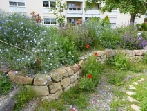 Blühende Pflanzen in einem Beet, im Hintergrund Gebäude