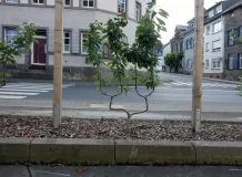 Ein Obstbaum am Straßenrand.